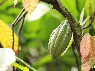 Organic Cacao Pod