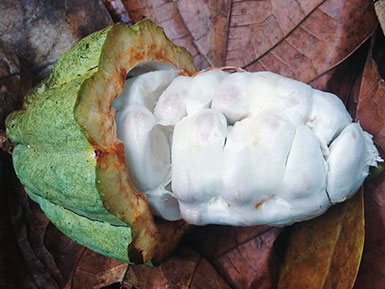 Fresh Cacao Beans 