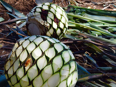 The core or "pina" of the agave