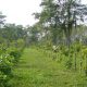 Cacao plantation