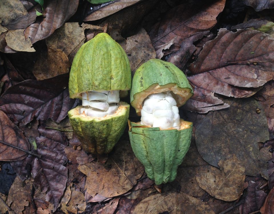 Criollo Cacao Pods