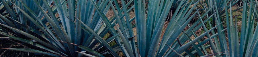 Organic Cacao Products